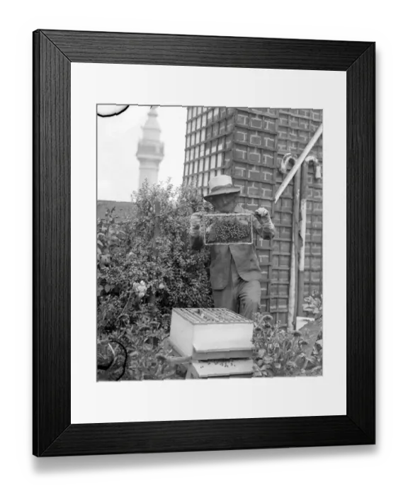 Framed Print : Mr C Keene his face masked with a frame of his bees in the garden on the roof of Framed Print : Mr C Keene his face masked with a frame of his bees in the garden on the roof of