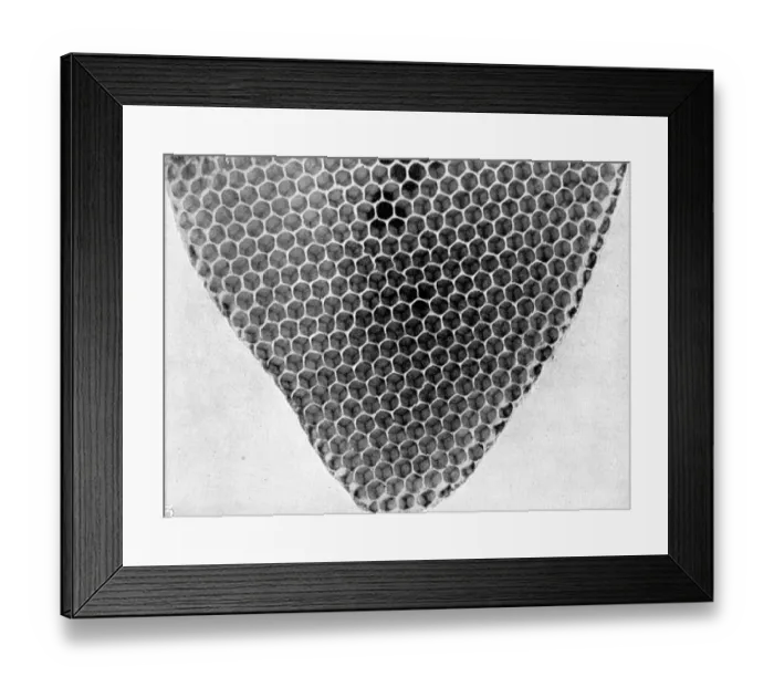 Framed Print : The Queens Eggs : Legs as pollen carriers : the making of combs : Bees Framed Print : The Queens Eggs : Legs as pollen carriers : the making of combs : Bees