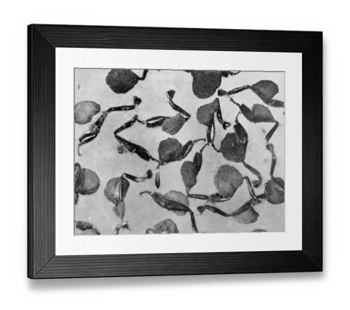 Framed Print : The Queens Eggs : Legs as pollen carriers : the making of combs : Bees Framed Print : The Queens Eggs : Legs as pollen carriers : the making of combs : Bees
