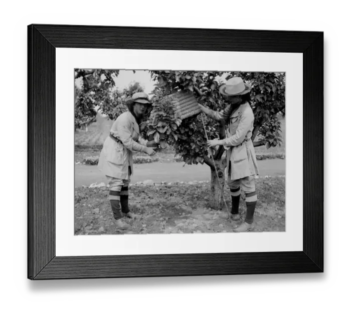 Framed Print : Swanley Horticultural College. Taking a swarm of bees. 1930 s Framed Print : Swanley Horticultural College. Taking a swarm of bees. 1930 s