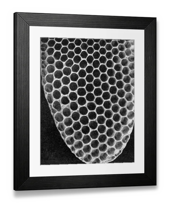 Framed Print : The Queens Eggs : Legs as pollen carriers : the making of combs : Bees Framed Print : The Queens Eggs : Legs as pollen carriers : the making of combs : Bees