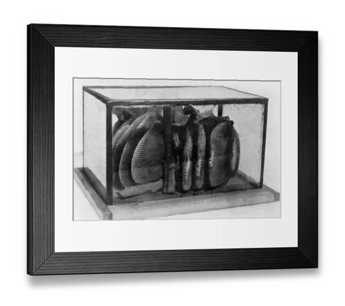Framed Print : The Queens Eggs : Legs as pollen carriers : the making of combs : Bees Framed Print : The Queens Eggs : Legs as pollen carriers : the making of combs : Bees