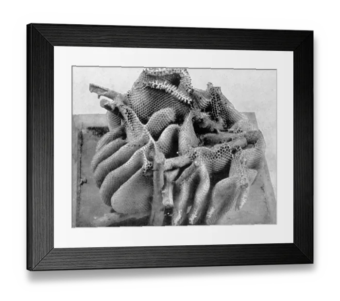 Framed Print : The Queens Eggs : Legs as pollen carriers : the making of combs : Bees Framed Print : The Queens Eggs : Legs as pollen carriers : the making of combs : Bees