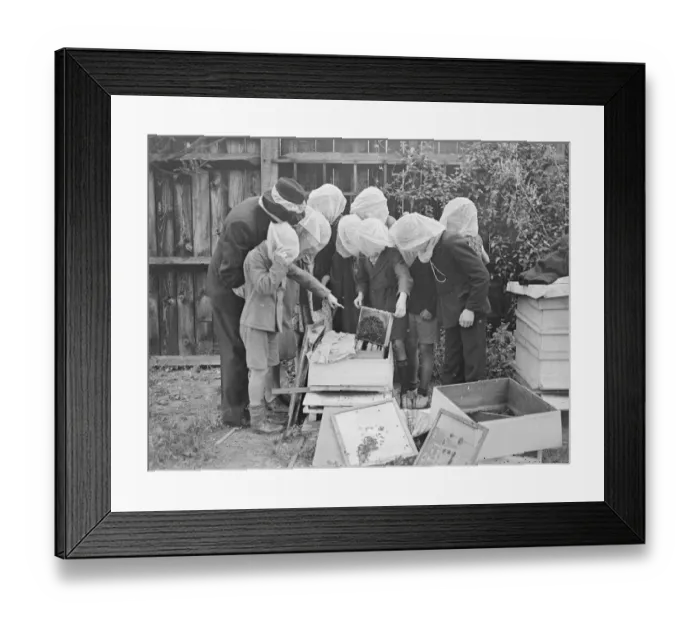 Framed Print : A beekeeping class is an innovation at Wood Lane, Shepherds Bush, London open-air school Framed Print : A beekeeping class is an innovation at Wood Lane, Shepherds Bush, London open-air school