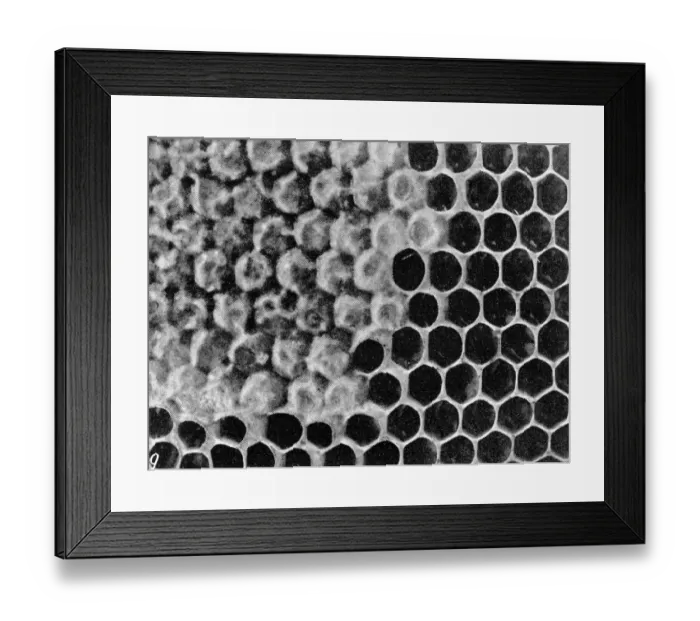 Framed Print : The Queens Eggs : Legs as pollen carriers : the making of combs : Bees Framed Print : The Queens Eggs : Legs as pollen carriers : the making of combs : Bees