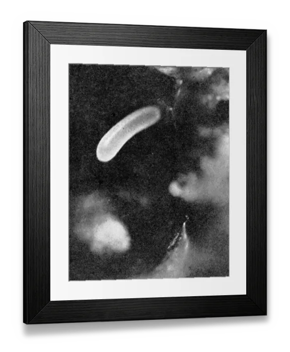 Framed Print : The Queens Eggs : Legs as pollen carriers : the making of combs : Bees Framed Print : The Queens Eggs : Legs as pollen carriers : the making of combs : Bees