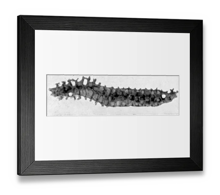 Framed Print : The Queens Eggs : Legs as pollen carriers : the making of combs : Bees Framed Print : The Queens Eggs : Legs as pollen carriers : the making of combs : Bees