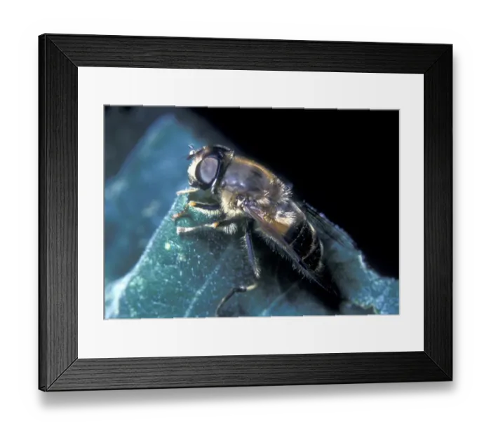 Framed Print : Bees (Apoidea) Framed Print : Bees (Apoidea)