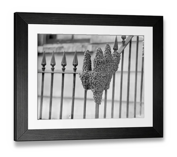 Framed Print : The hand of nature, Swarm of bees settles in London Street