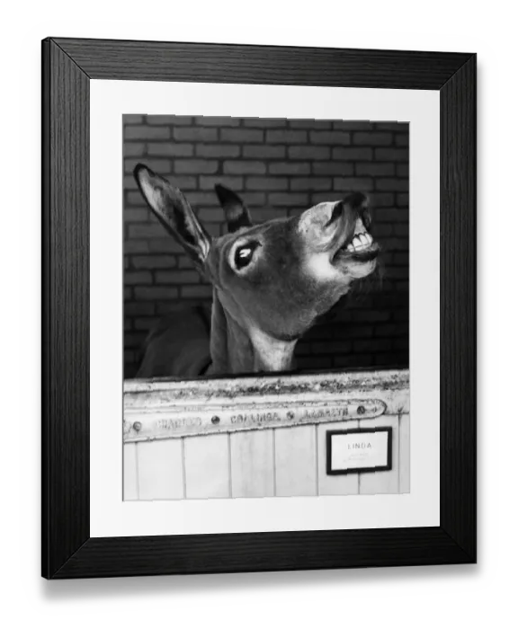 Framed Print : Donkey - Linda at London Zoo ?TopFoto Jaws retort response Framed Print : Donkey - Linda at London Zoo ?TopFoto Jaws retort response