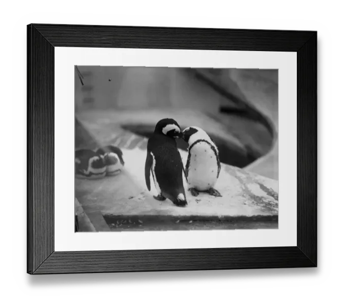 Framed Print : Pick up girl. 3. Its the old story. Underneath Gertrudes downy breasts there beats
