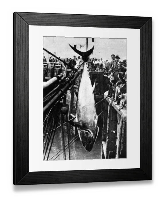 Framed Print : Scarborough offers sport to big game anglers landing 9ft tunny, new to the North Sea