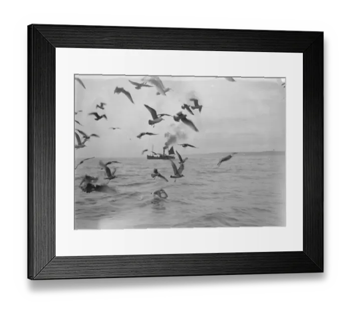 Framed Print : A flock of gulls chase for scraps from the herring boats from Scarborough fishing Framed Print : A flock of gulls chase for scraps from the herring boats from Scarborough fishing