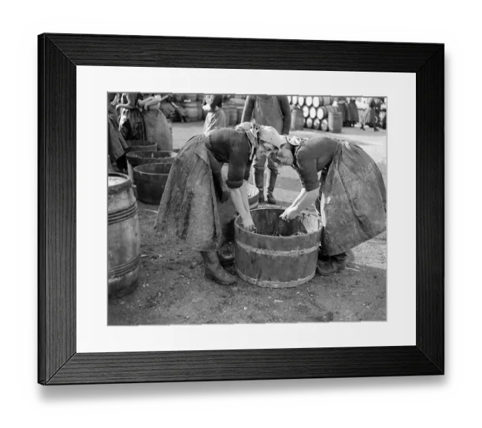 Framed Print : Herring Fishery at Great Yarmouth, Norfolk, England Framed Print : Herring Fishery at Great Yarmouth, Norfolk, England