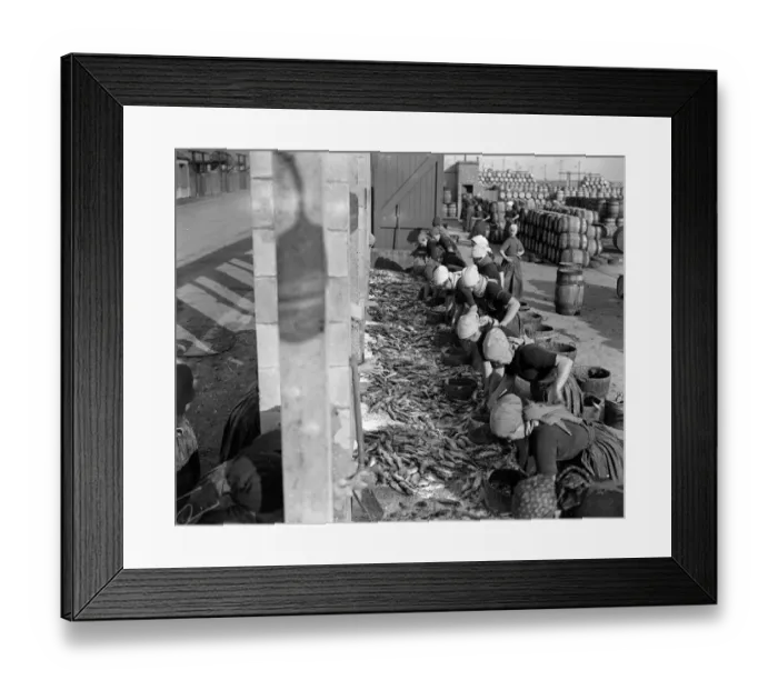 Framed Print : Herring Fishery at Great Yarmouth, Norfolk, England Fisher girls gutting and cleaning Framed Print : Herring Fishery at Great Yarmouth, Norfolk, England Fisher girls gutting and cleaning