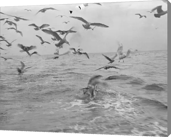 A flock of gulls chase for scraps from the herring boats from Scarborough fishing