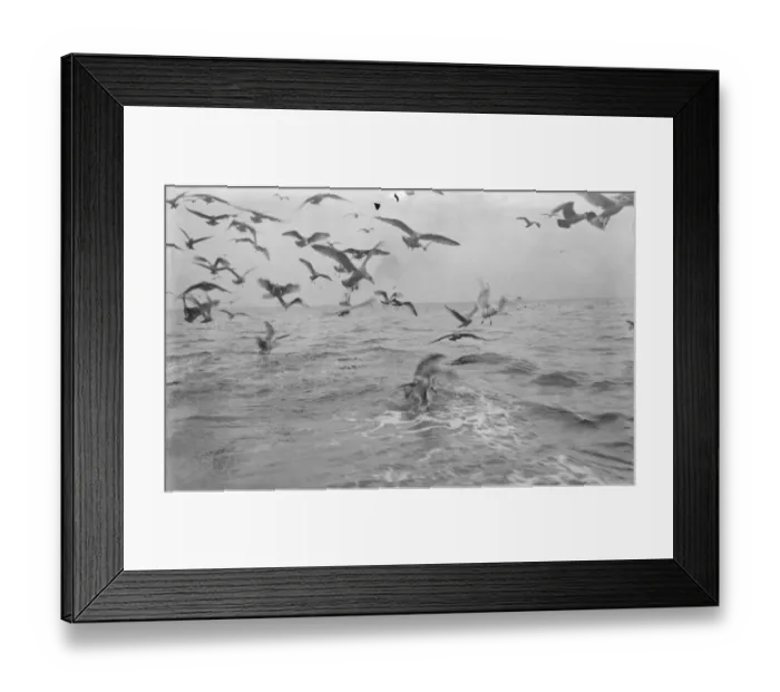Framed Print : A flock of gulls chase for scraps from the herring boats from Scarborough fishing Framed Print : A flock of gulls chase for scraps from the herring boats from Scarborough fishing