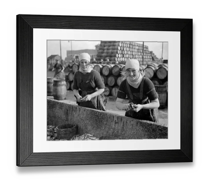 Framed Print : Herring Fishery at Great Yarmouth, Norfolk, England. Fisher girls gutting the herring Framed Print : Herring Fishery at Great Yarmouth, Norfolk, England. Fisher girls gutting the herring