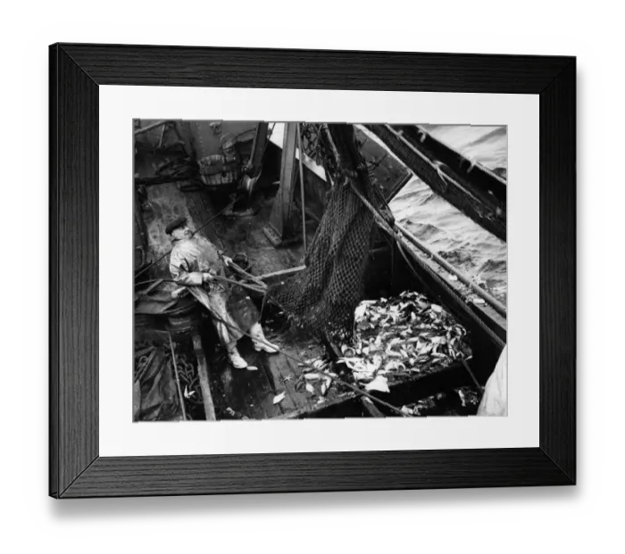 Framed Print : Fishermen on board a trawler in the North Sea Fish where the fish are Framed Print : Fishermen on board a trawler in the North Sea Fish where the fish are