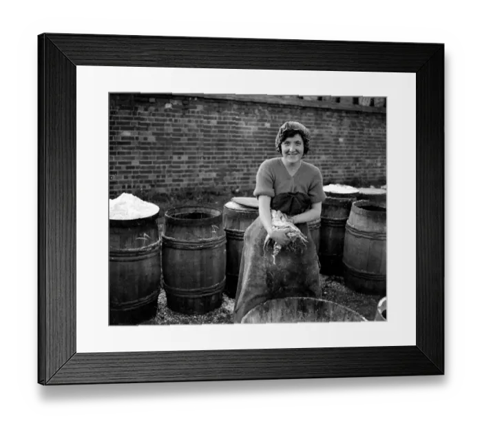 Framed Print : Herring Fishery at Great Yarmouth, Norfolk, England. Fisher girl gutting the herring Framed Print : Herring Fishery at Great Yarmouth, Norfolk, England. Fisher girl gutting the herring