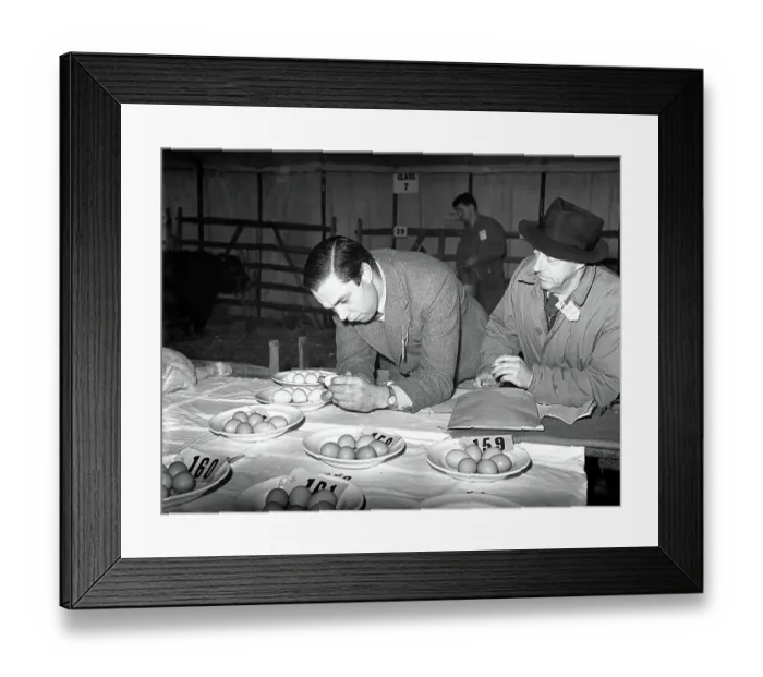 : First Christmas Fat Stock Show since the war at Edenbridge. - - E. A. Woodhatch and H. T. Skinner judging the egg competition. - - 24th November 1952 : First Christmas Fat Stock Show since the war at Edenbridge. - - E. A. Woodhatch and H. T. Skinner judging the egg competition. - - 24th November 1952