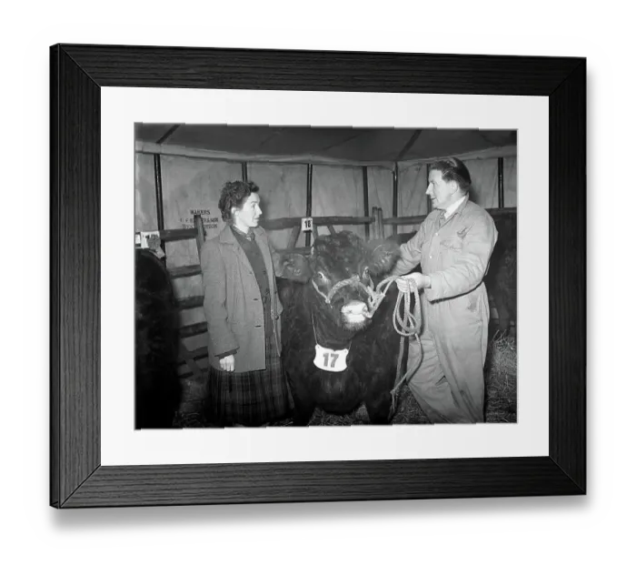 : First Christmas Fat Stock Show since the war at Edenbridge. Mrs Kathleen Smith and W. G. Blackstock with his show bull. 24th November 1952 : First Christmas Fat Stock Show since the war at Edenbridge. Mrs Kathleen Smith and W. G. Blackstock with his show bull. 24th November 1952