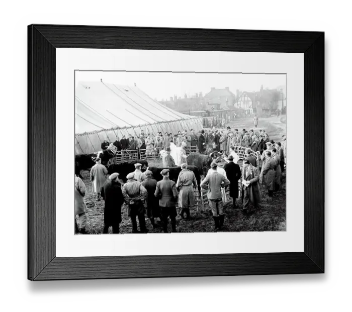 : 3 December 1952 - - The first Fatstock Show after World War II, behind Edenbridge High Street. - - Edenbridge, Kent, England. - - John Topham / TopFoto : 3 December 1952 - - The first Fatstock Show after World War II, behind Edenbridge High Street. - - Edenbridge, Kent, England. - - John Topham / TopFoto