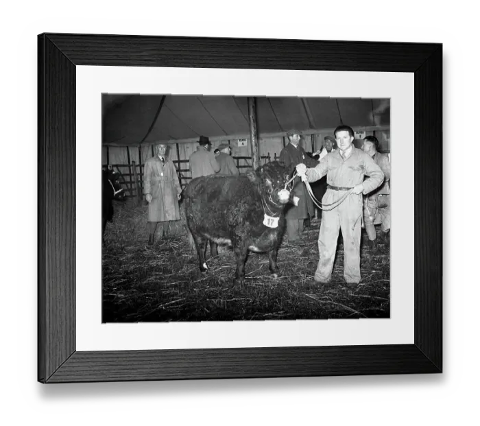 : First Christmas Fat Stock Show since the war at Edenbridge. W. G. Blackstock with his show bull. 24th November 1952 : First Christmas Fat Stock Show since the war at Edenbridge. W. G. Blackstock with his show bull. 24th November 1952