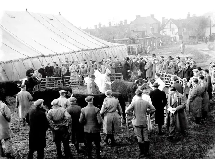 Framed Print : 3 December 1952 The first Fatstock Show after World War II, behind Edenbridge High Street Framed Print : 3 December 1952 The first Fatstock Show after World War II, behind Edenbridge High Street