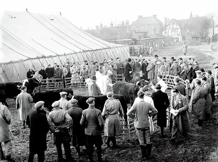 : 3 December 1952 - - The first Fatstock Show after World War II, behind Edenbridge High Street. - - Edenbridge, Kent, England. - - John Topham / TopFoto : 3 December 1952 - - The first Fatstock Show after World War II, behind Edenbridge High Street. - - Edenbridge, Kent, England. - - John Topham / TopFoto