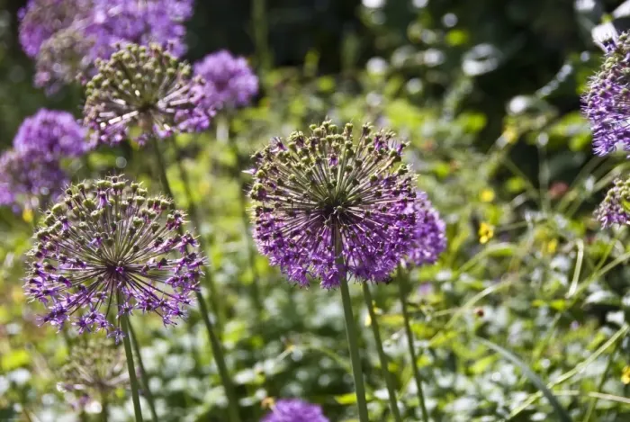 Framed Print : Allium aflatunense, flower heads credit: Marie-Louise Avery  /  thePictureKitchen
