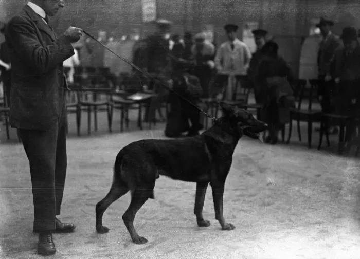 Framed Print : Alsatian dog show at the Horticultural Halls, London. The Prince of Wales dog
