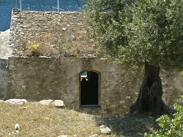 Ancient olive tree, beside deserted church on tiny island off southern Turkish coast