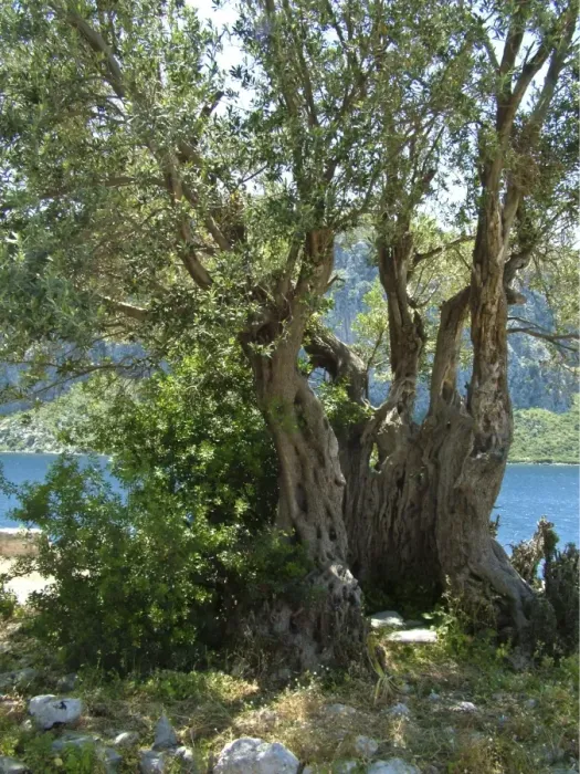 Framed Print : Ancient olive tree, on tiny island off southern Turkish coast. credit: Marie-Louise Framed Print : Ancient olive tree, on tiny island off southern Turkish coast. credit: Marie-Louise