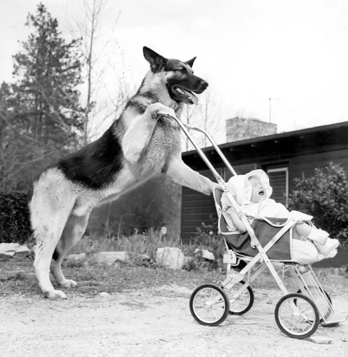 Framed Print : Perhaps Angela would like to go for a short stroll. Flash pushes the baby stroller Framed Print : Perhaps Angela would like to go for a short stroll. Flash pushes the baby stroller