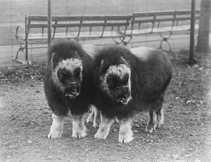 Framed Print : Animal beauty A charming photograph of two Musk oxen captured on the east coastof Framed Print : Animal beauty A charming photograph of two Musk oxen captured on the east coastof