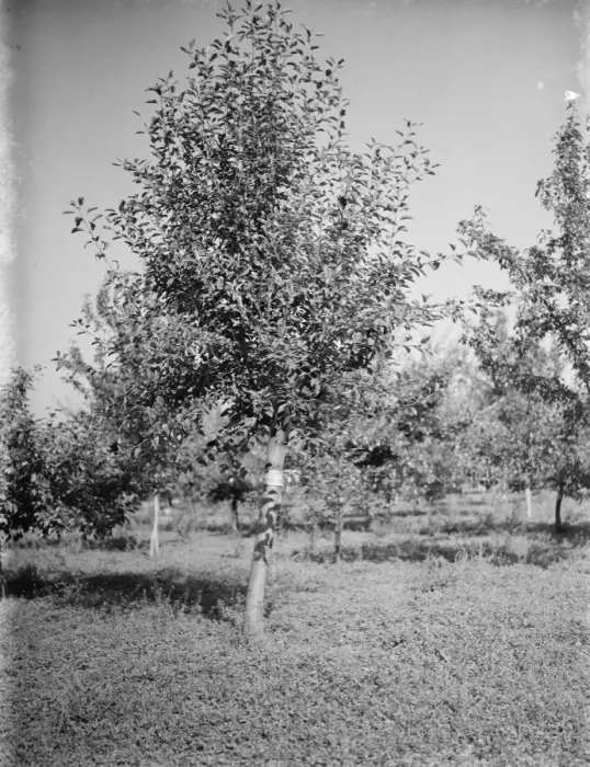 Framed Print : Apple trees at the East Malling Research Station. 26 September 1937 Framed Print : Apple trees at the East Malling Research Station. 26 September 1937