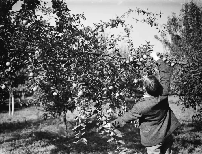 Framed Print : Apple trees at East Malling Research Station. 26 September 1937 Framed Print : Apple trees at East Malling Research Station. 26 September 1937