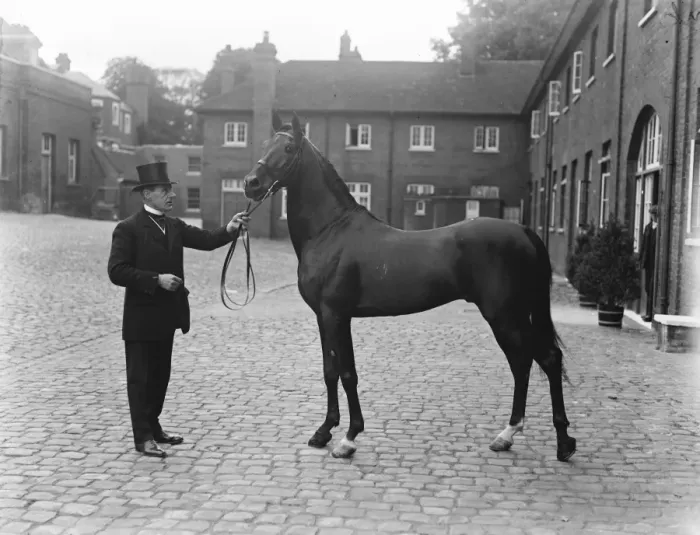 Framed Print : Arab horse presented to the King by the King of Hedjaz. 1919 Framed Print : Arab horse presented to the King by the King of Hedjaz. 1919