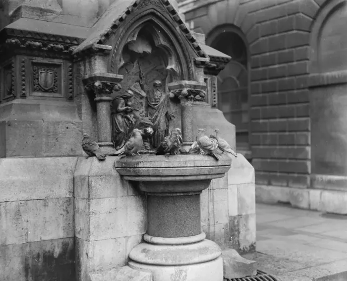 Framed Print : Art and nature meet in a city idyll Pigeons cluster about the antique basin of Framed Print : Art and nature meet in a city idyll Pigeons cluster about the antique basin of