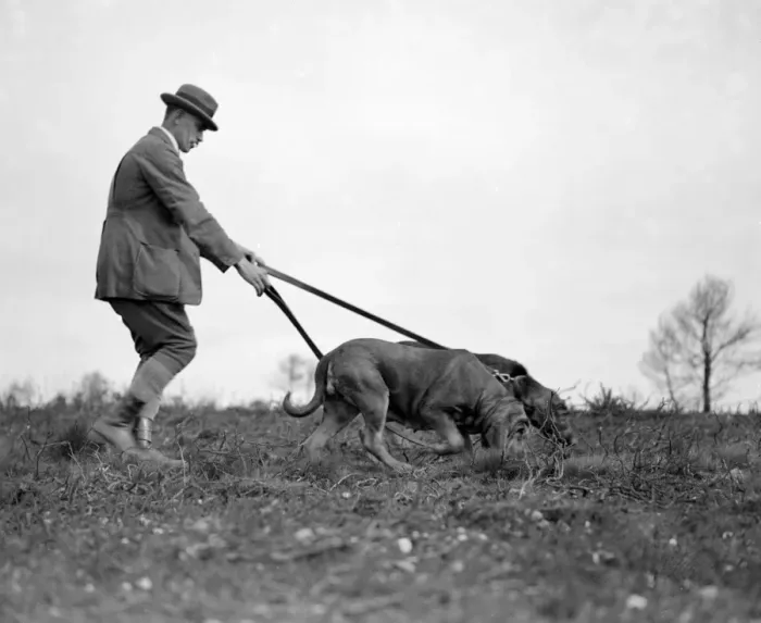 Framed Print : Association of Bloodhound Breeders trials at Woodbury Common, Exmouth. Captain A