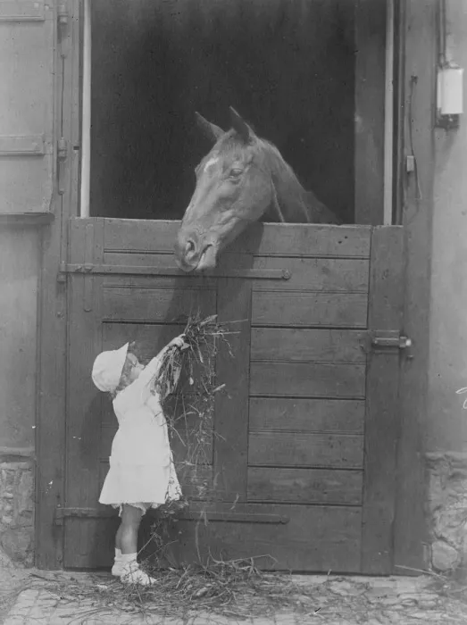 Framed Print : Austrias youngest race horse owner. The Countess Wurmbrand about to feed her Framed Print : Austrias youngest race horse owner. The Countess Wurmbrand about to feed her