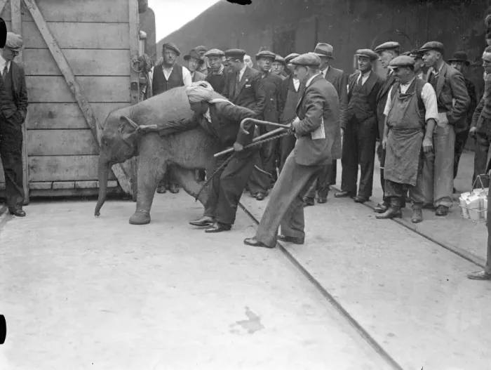 Framed Print : For baby elephants arrived at the Royal Albert Dock on the S.s Nalgora Framed Print : For baby elephants arrived at the Royal Albert Dock on the S.s Nalgora