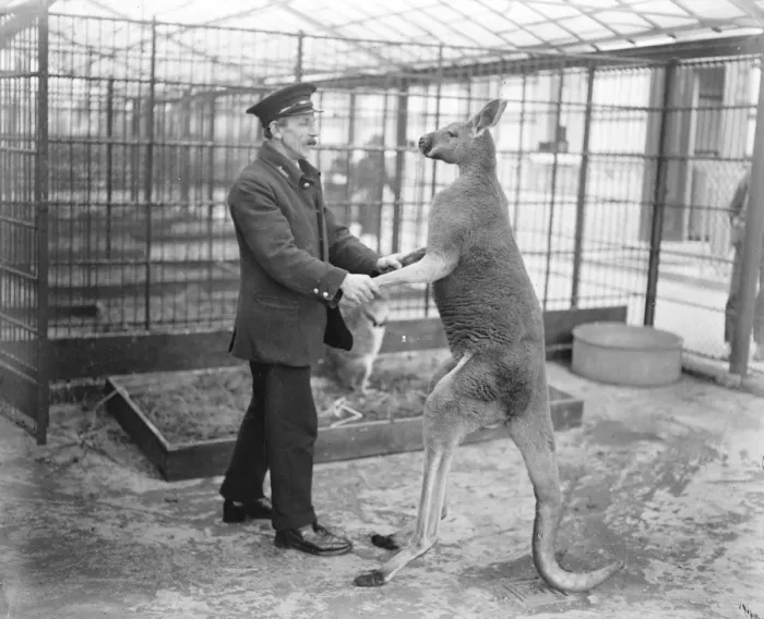 Framed Print : Baby kangaroo just born at the zoo. The latest Zoo thrill is the arrival of a baby kangaroo Framed Print : Baby kangaroo just born at the zoo. The latest Zoo thrill is the arrival of a baby kangaroo