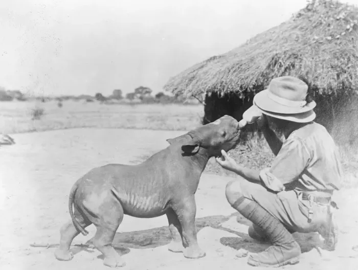 Framed Print : Baby rhino likes the bottle. A picture of a 2 months old baby rhino being fed Framed Print : Baby rhino likes the bottle. A picture of a 2 months old baby rhino being fed