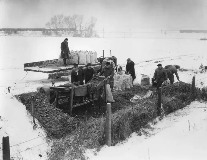 Framed Print : Bagging potatoes in cold winter snow. 1947 Framed Print : Bagging potatoes in cold winter snow. 1947