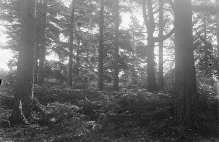 Framed Print : Balcombe Forest Framed Print : Balcombe Forest