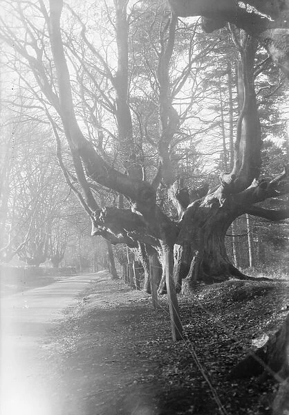 Balcombe Forest. 13 November 1931