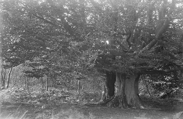 Balcombe Forest. 9 October 1931