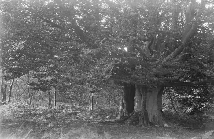 Framed Print : Balcombe Forest. 9 October 1931